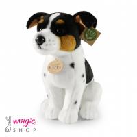 Jack Russell terier 29 cm