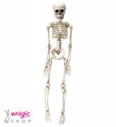 Skelet okostnjak 50 cm sedi/stoji 03234